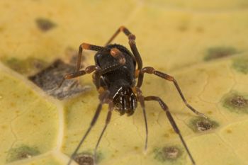 Media type: image;   Invertebrate Zoology 151528
